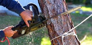 How Our Tree Care Process Works  in  Elverta, CA